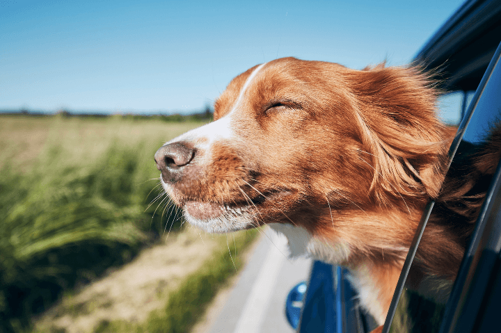 viagens de carros pelo brasil