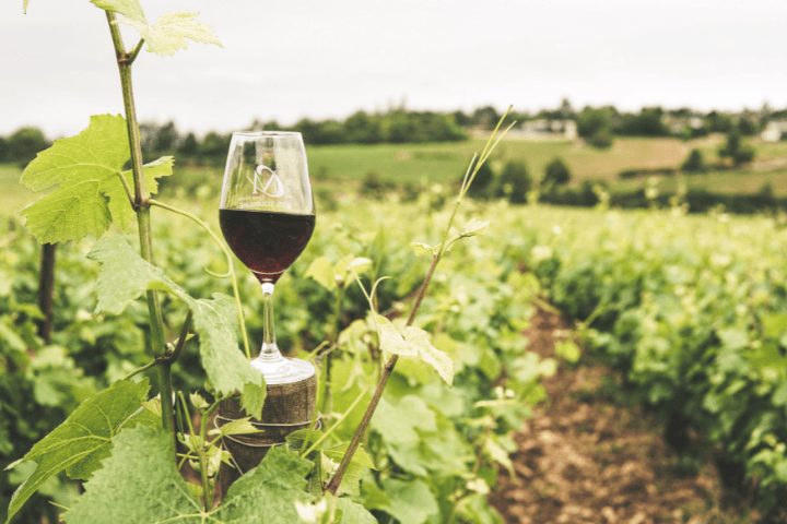 caminho do vinho plantação