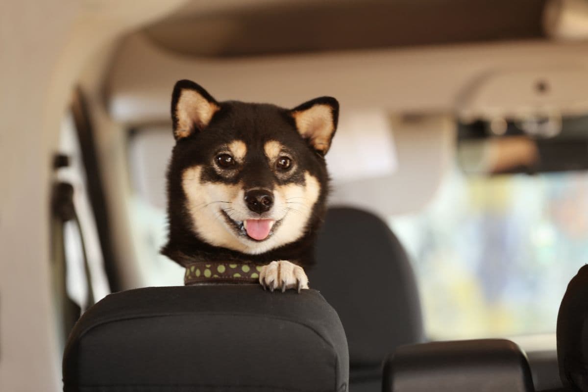 transporte de animais