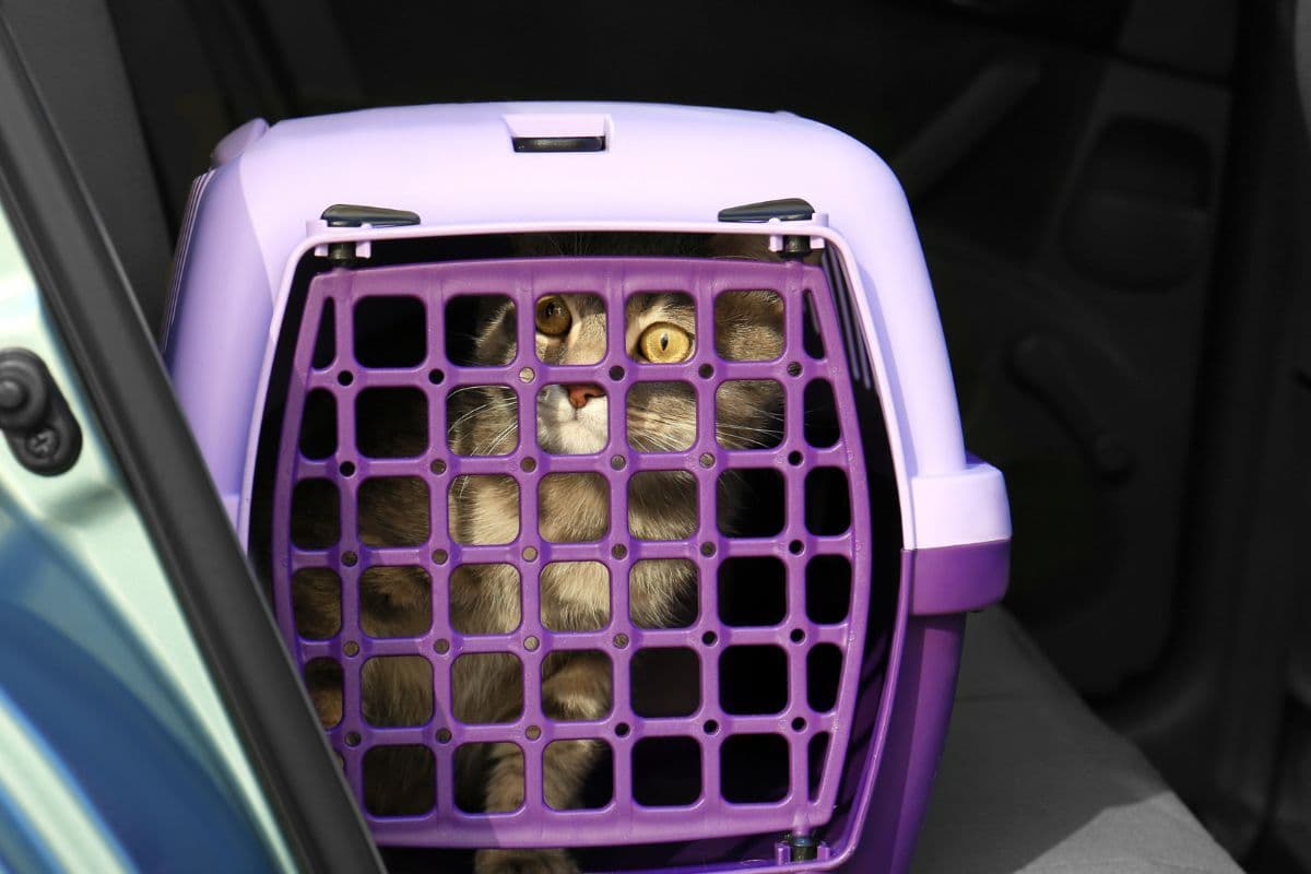 transporte de animais
