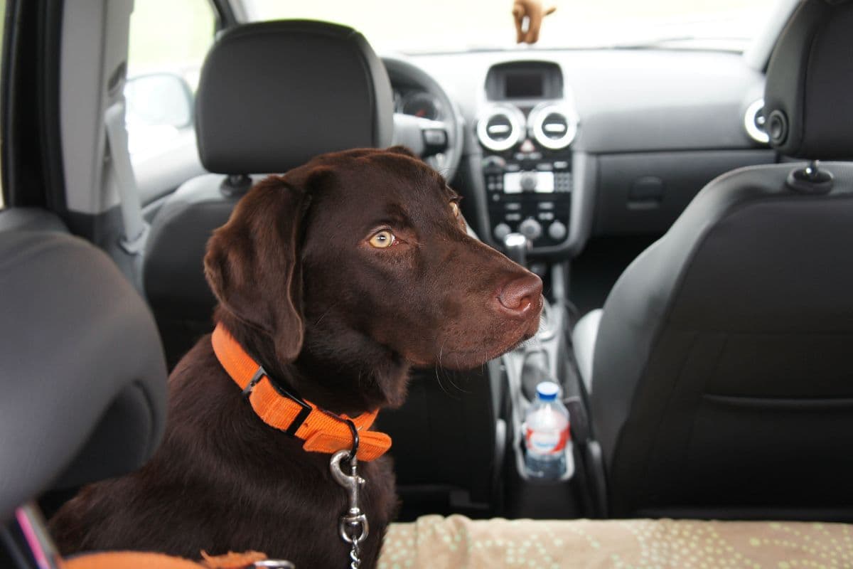 transporte de animais