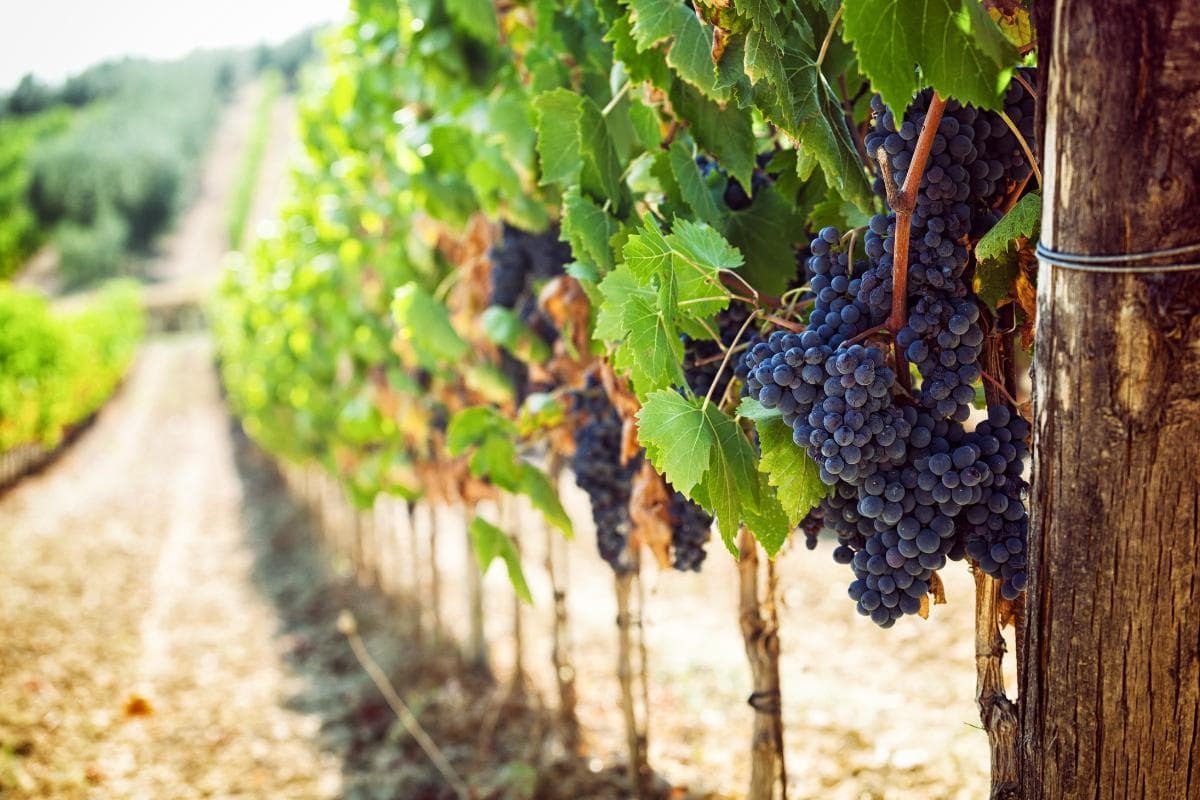 cidades da rota do vinho RS (3)