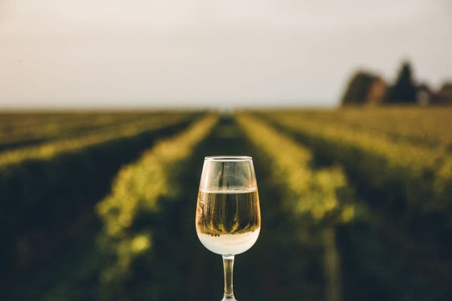 Rota do Vinho em São Roque (SP)