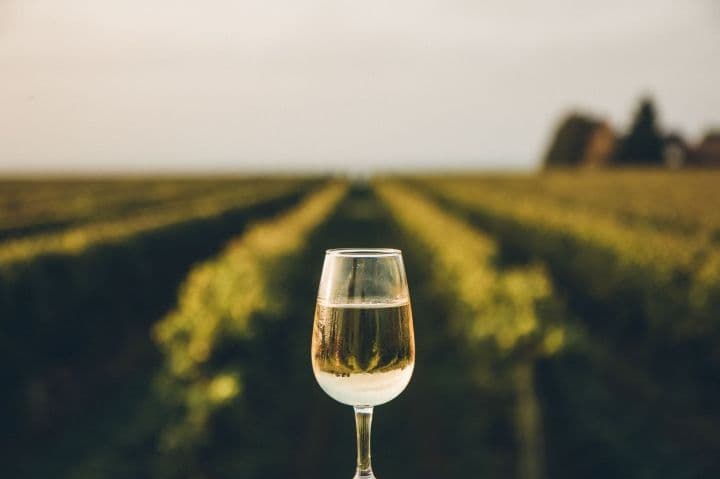 Rota do Vinho em São Roque (SP)