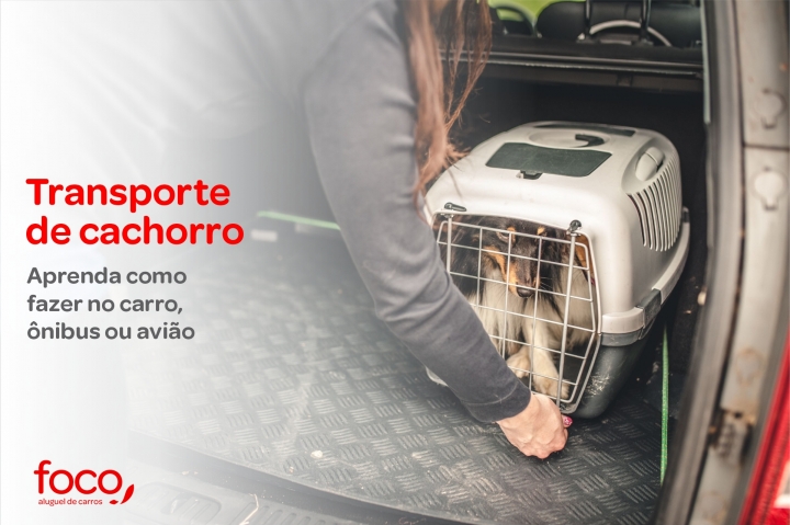 Transporte de cachorro: aprenda como fazer no carro, ônibus ou avião