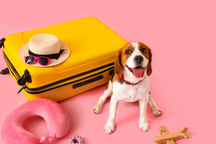 Locais para viajar com cachorro: 7 destinos pet-friendly no Brasil