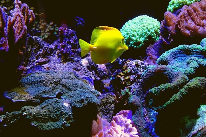 aquario