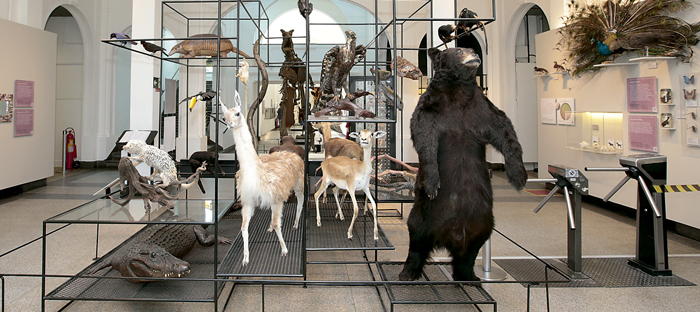 museu de zoologia da usp 