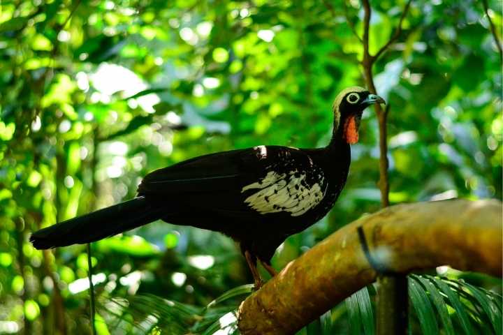 parque das aves
